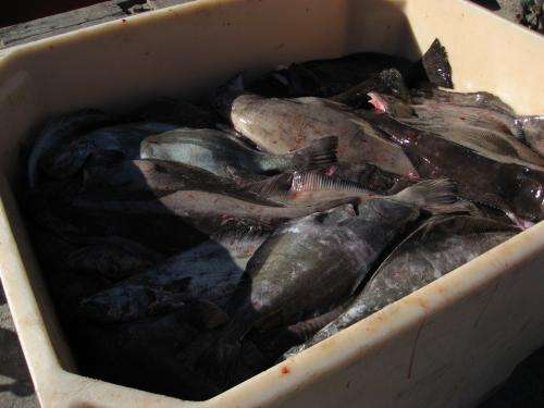 Impact of deep-sea fishery for Greenland halibut