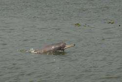 Improved monitoring of endangered Ganges river dolphin