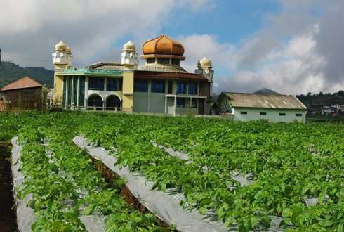 Improving the productivity of tropical potato cultivation