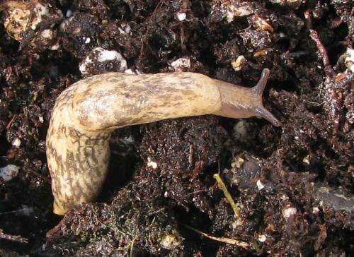 Insecticides foster 'toxic' slugs, reduce crop yields