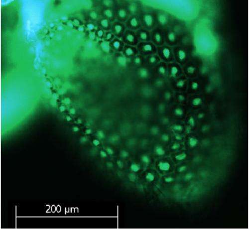 Intracellular imaging of cesium distribution in plants used for cesium absorption