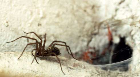Invasion of the giant spiders? Not quite
