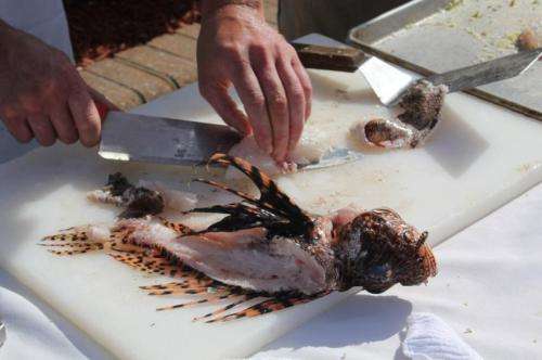 Invasive lionfish likely safe to eat after all