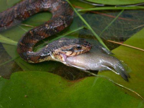 Invasive watersnakes introduced to California may pose risk to native species