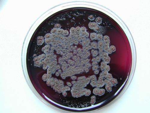Investigating the “underground” habitat of Listeria bacteria