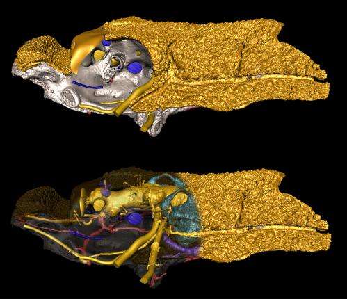 Jaw dropping: scientists reveal how vertebrates came to have a face