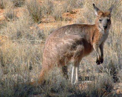Kangaroos win when Aborigines hunt with fire