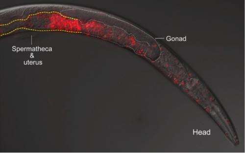 'Killer sperm' prevents mating between worm species