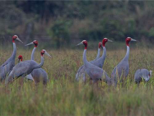 Large group of rare crane species found in northern Myanmar