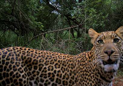 Leopards persist in mountain range despite persecution