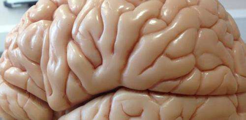 Lifelong learning and the plastic brain