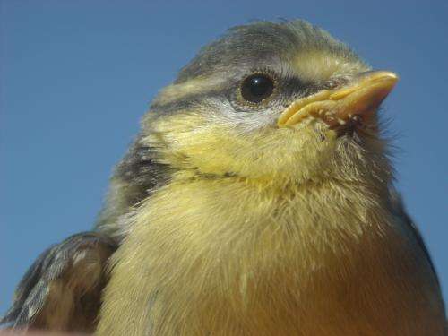 “Light pollution” may affect love lives of birds in the Viennese Forests