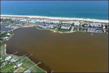 Like weeds of the sea, 'brown tide' algae exploit nutrient-rich coastlines