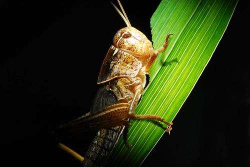 Locusts harness the sun to get their optimum diet