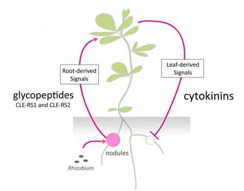 Long-distance communication from leaves to roots