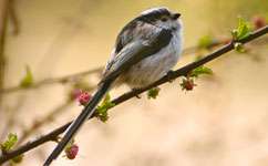Long-tailed tits set for climate boost