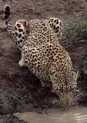 Loss of large carnivores poses global conservation problem