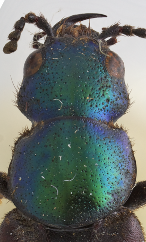 Lost and found: New beetle collected by Darwin 180 years ago published on his birthday