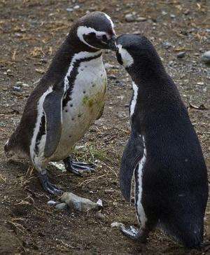 Magellanic penguins are seen on Magdalena Island, 50 km from Punta Arenas, Chile, on February 28, 2014
