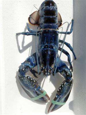 Maine lobsterman catches rare blue lobster