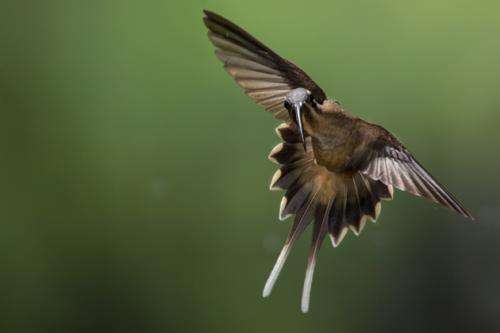Male hummingbirds use beaks when fighting to stab at their opponents’ throats