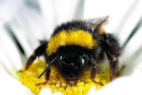 Managed honeybees linked to new diseases in wild bees