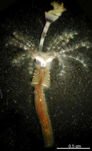 Marine tubeworms need nudge to transition from larvae state