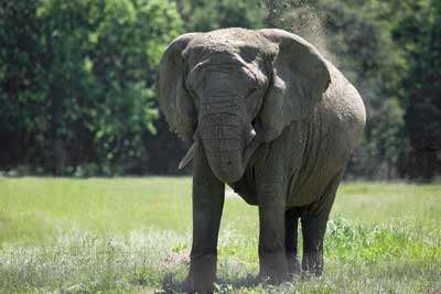 Measuring obesity in overweight zoo elephants