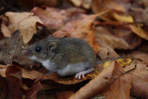 Mice give ticks a free lunch