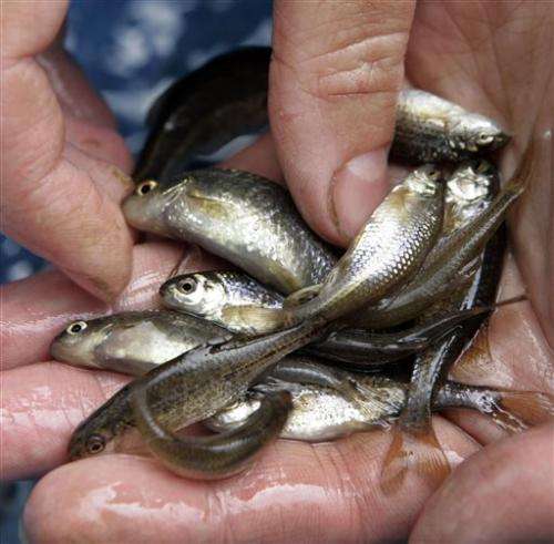 Minnow to be 1st fish taken off endangered list