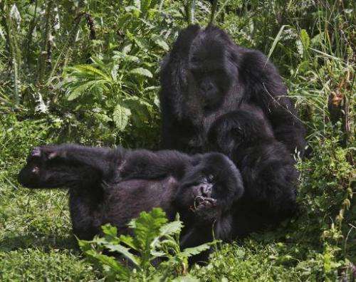 Mountain Gorillas play in dense undergrowth at the Virunga National park in Rwanda, June 17, 2012