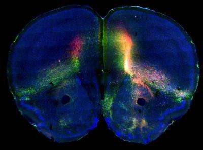 Mouse brain atlas maps neural networks to reveal how brain regions interact