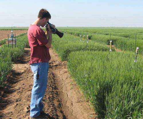 Multiple studies provide insight into drought tolerance of TAM wheat varieties