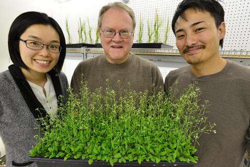 MU researchers find receptors that help plants manage environmental change, pests and wounds