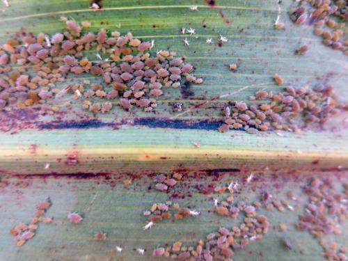 Mysterious pest threatens Texas’ billion dollar grain sorghum crop