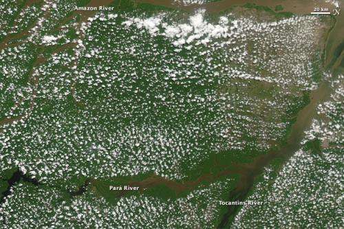 NASA study shows 13-year record of drying Amazon caused vegetation declines