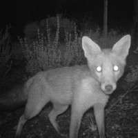 Native species may be hindering fox control efforts