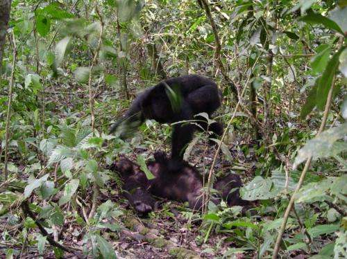 Natural born killers: Chimpanzee violence is an evolutionary strategy