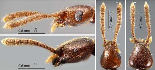 Natural History Museum, London, yields remarkable new beetle specimens from Brazil