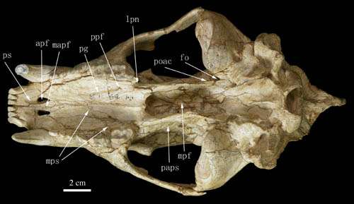Nearest ancestor of living bears discovered from Gansu, China
