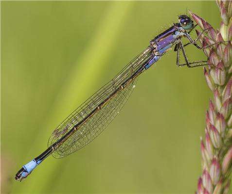 New atlas reveals trends in British dragonfly species