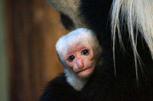 Newborn monkey is a real mummy’s boy!