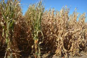Newer hybrids with shorter maturity dates provide corn producers options