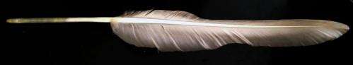 New feather findings get scientists in a flap