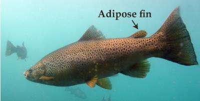 New fins evolve repeatedly in teleost fishes