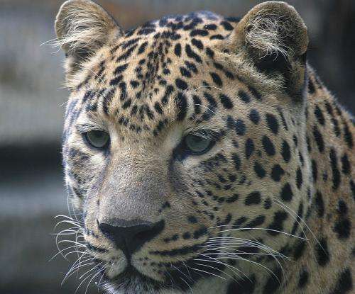 New footage reveals family life of elusive Amur leopard