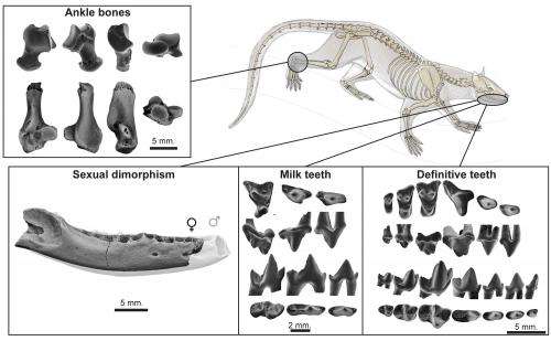 New fossils shed light on the origins of lions, and tigers, and bears (oh my!)