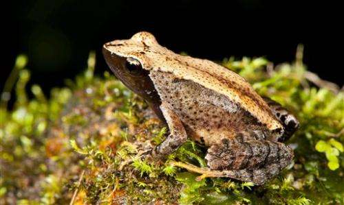 New frog species found in troubled Indian habitat