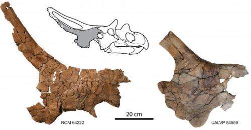 New horned dinosaur reveals unique wing-shaped headgear