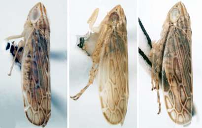 New leafhopper species named after University of Illinois entomologist